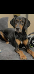 Reunited Male Dog last seen Church and man , Rancho Cucamonga, CA 91730
