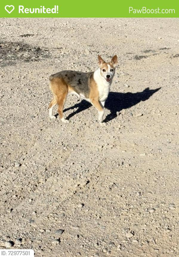 Reunited Unknown Dog last seen W Patrick Ln & S Cimarron Rd, Spring Valley, NV 89113, USA, Spring Valley, NV 89113