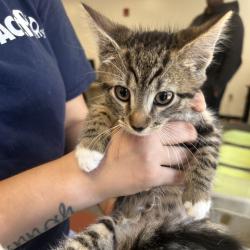 Shelter Stray Male Cat last seen , Philadelphia, PA 19140