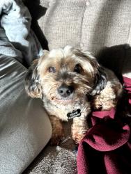 Lost Male Dog last seen Near S 12th Street Mount Vernon WA 98274, Mount Vernon, WA 98274