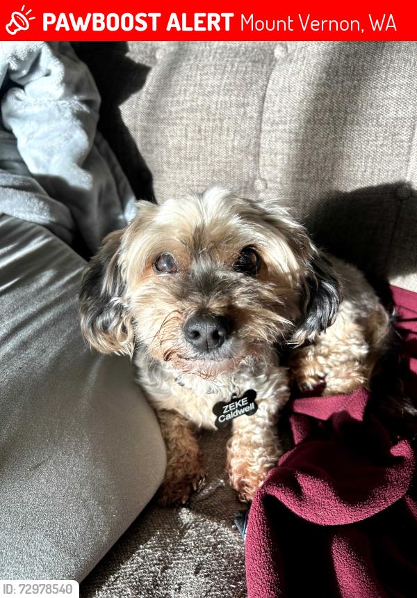 Lost Male Dog last seen Near S 12th Street Mount Vernon WA 98274, Mount Vernon, WA 98274