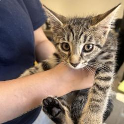Shelter Stray Female Cat last seen , Philadelphia, PA 19140
