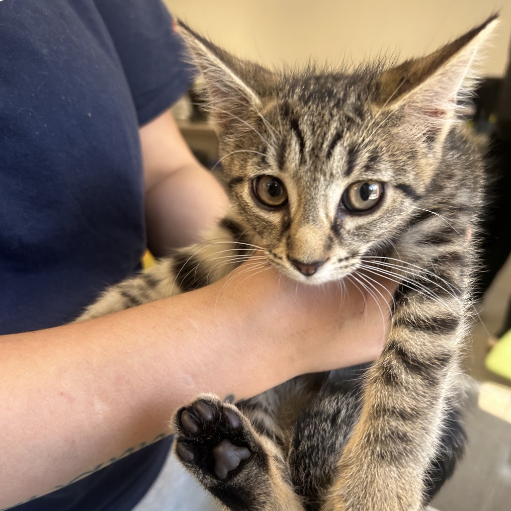 Shelter Stray Female Cat last seen , Philadelphia, PA 19140