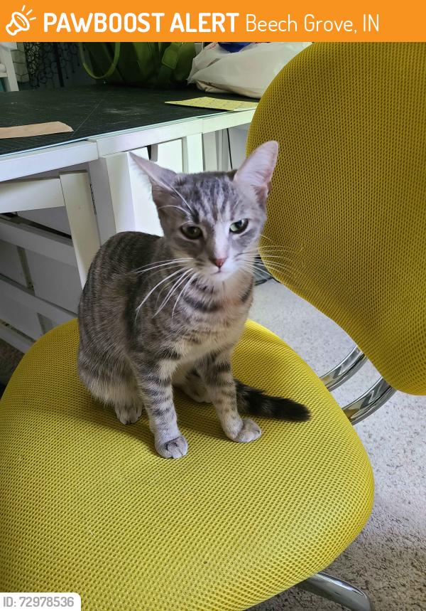 Found/Stray Unknown Cat last seen Main Street near Greeks/Eagles, Beech Grove, IN 46107