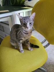 Found/Stray Unknown Cat last seen Main Street near Greeks/Eagles, Beech Grove, IN 46107