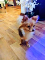 Reunited Male Dog last seen Prince ,pine,, York, PA 17403