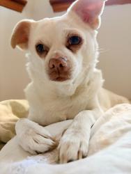 Reunited Female Dog last seen Near Tepic Dr, El Paso, TX 79912, USA, El Paso, TX 79912