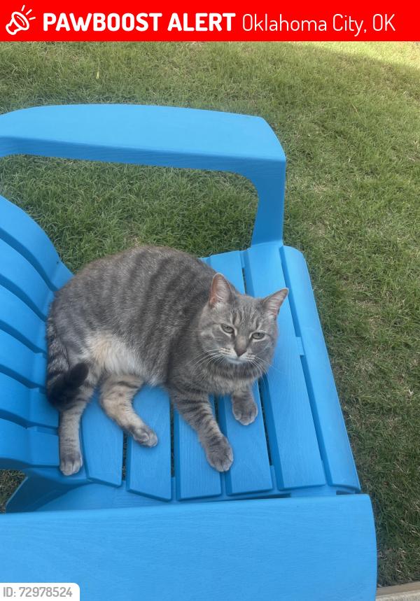 Lost Female Cat last seen Summit Ridge & Broadway Ext., Oklahoma City, OK 73114