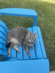 Lost Female Cat last seen Summit Ridge & Broadway Ext., Oklahoma City, OK 73114