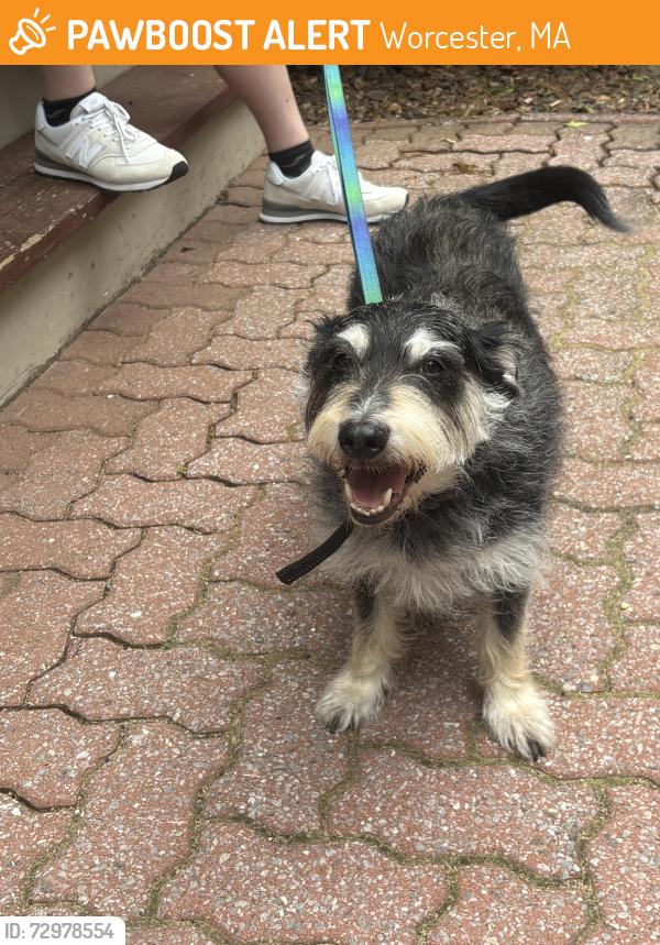 Found/Stray Male Dog last seen Linder’s Inc. , Worcester, MA 01607