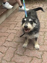 Found/Stray Male Dog last seen Linder’s Inc., Worcester, MA 01607