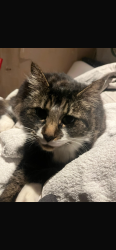 Lost Female Cat last seen Church rd nr post office benfleet , Essex, England SS7 3HG