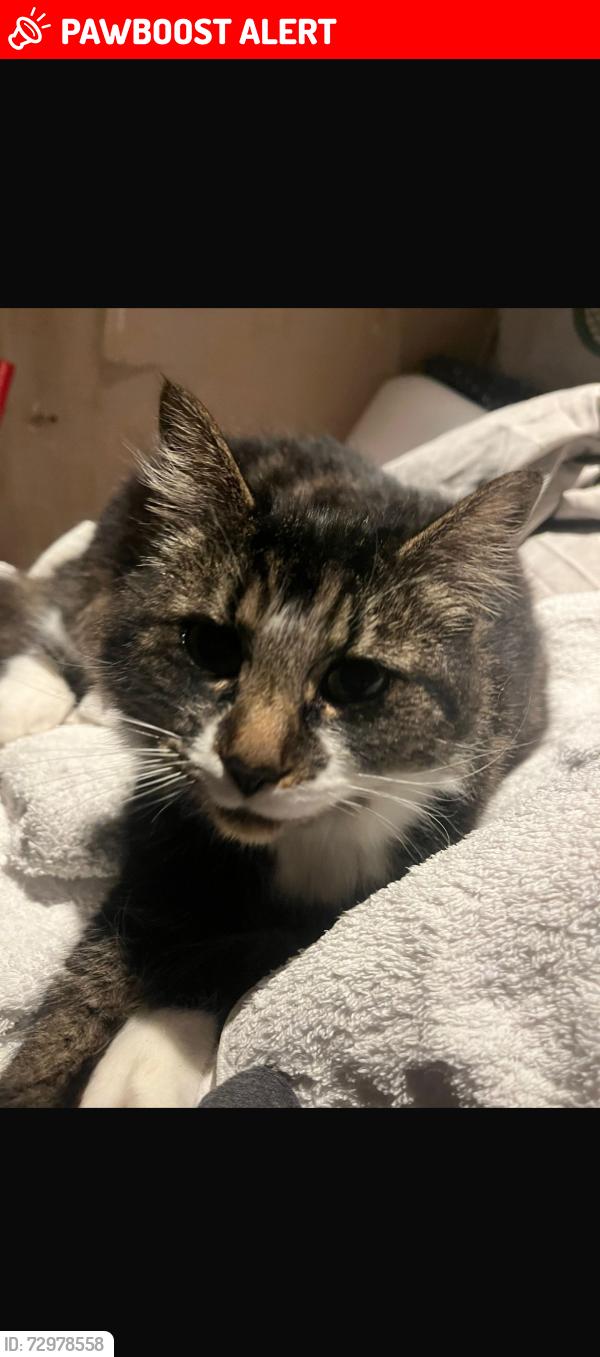 Lost Female Cat last seen Church rd nr post office benfleet , Essex, England SS7 3HG