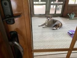 Found/Stray Male Dog last seen Mt. Zion Rd., Apgar Rd, Milford, OH 45150