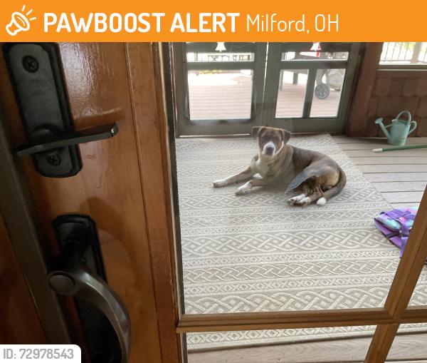 Found/Stray Male Dog last seen Mt. Zion Rd., Apgar Rd, Milford, OH 45150
