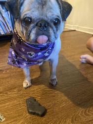 Reunited Female Dog last seen Gleason Ave/Lorena , Los Angeles, CA 90063