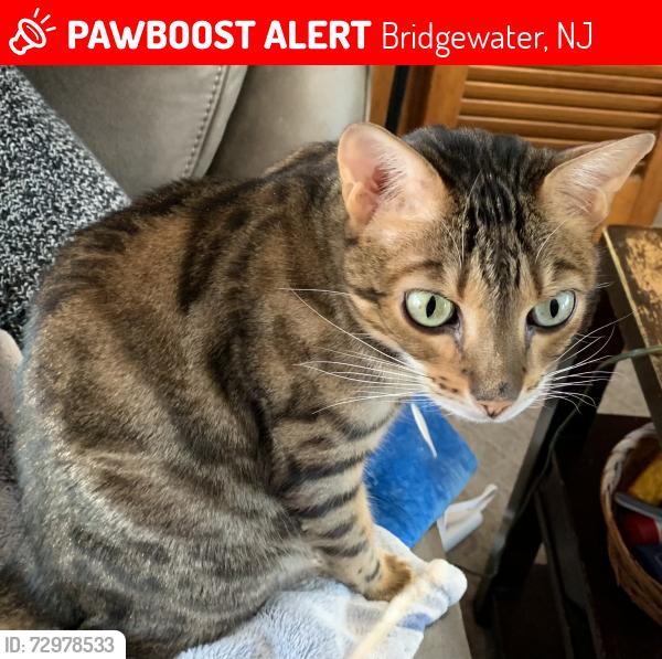 Lost Female Cat last seen Hillside Ave and Highland Ave , Bridgewater, NJ 08807