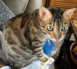 Lost Female Cat last seen Hillside Ave and Highland Ave , Bridgewater, NJ 08807