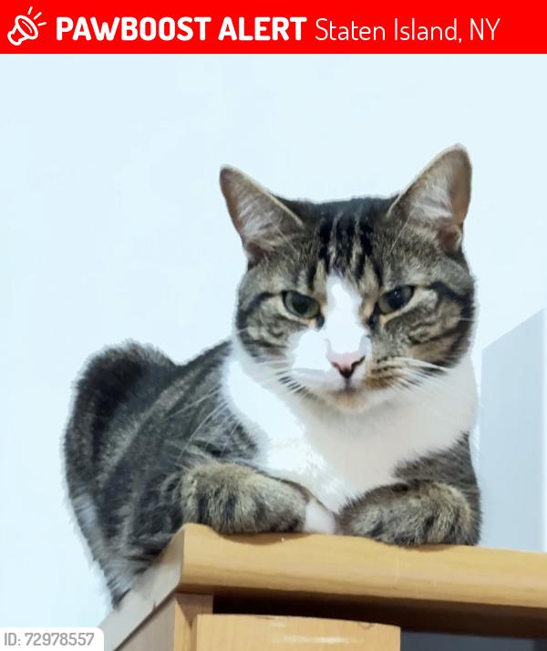Lost Male Cat last seen Broad st / c st 10304, Staten Island, NY 10304