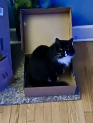 Reunited Male Cat last seen Jake Rusher Park, Asheville, NC 28704