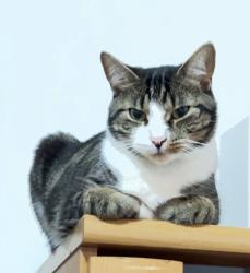 Lost Male Cat last seen Broad st / c st 10304, Staten Island, NY 10304