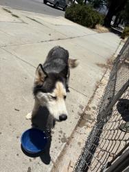 Found/Stray Male Dog last seen Near days market, Beaumont, CA 92223