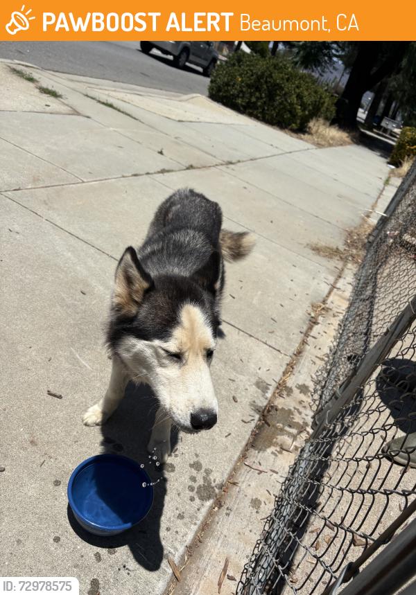 Found/Stray Male Dog last seen Near days market, Beaumont, CA 92223