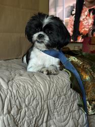 Lost Female Dog last seen Bridge water th McDonald junior high, Katy, TX 77449