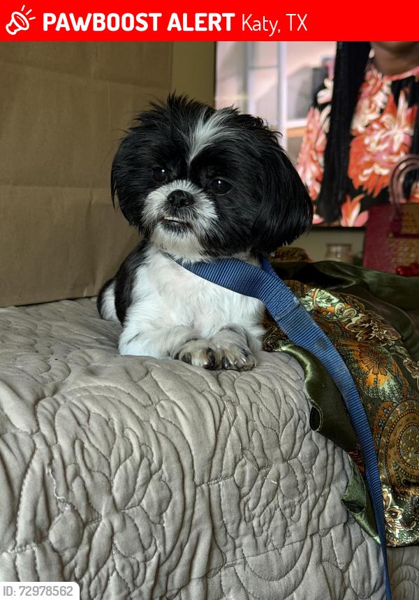 Lost Female Dog last seen Bridge water th McDonald junior high, Katy, TX 77449