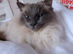 Reunited Male Cat last seen BP garage - rocksmead hse , Burwash, England 