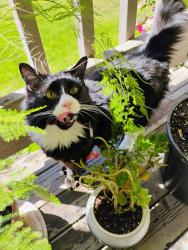 Reunited Male Cat last seen Nola place apmts 2500 Lancaster dr across from Popeyes , Salem, OR 97305