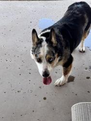 Found/Stray Male Dog last seen Rees loop Rita Houghton , Tucson, AZ 85747