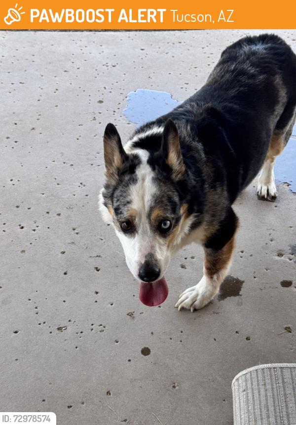 Found/Stray Male Dog last seen Rees loop Rita Houghton , Tucson, AZ 85747