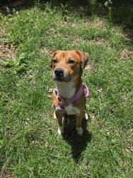 Reunited Male Dog last seen N Limestone and New Circle, Lexington, KY 40508