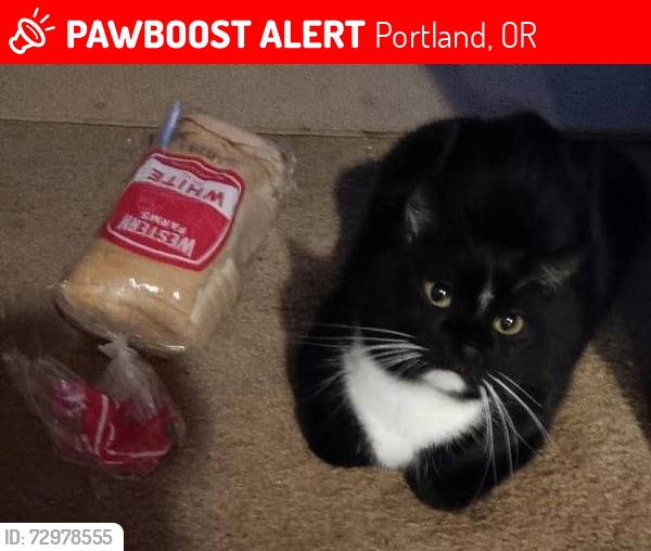 Lost Male Cat last seen Holgate and 42nd Street , Portland, OR 97201