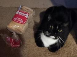 Lost Male Cat last seen Holgate and 42nd Street , Portland, OR 97201