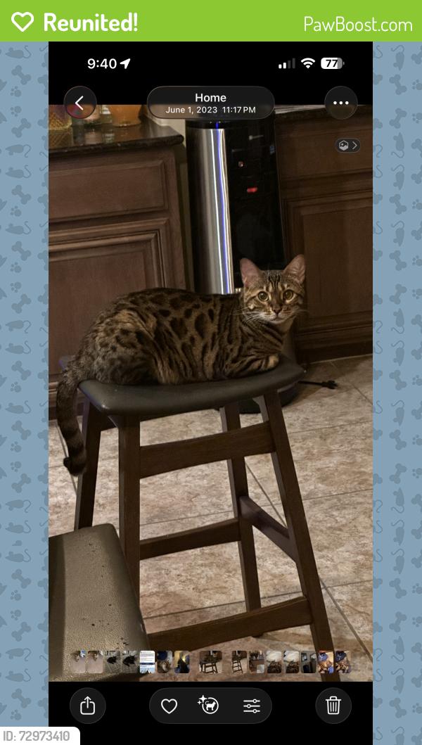 Reunited Female Cat last seen Beltline and midway rd, Addison, TX 75001