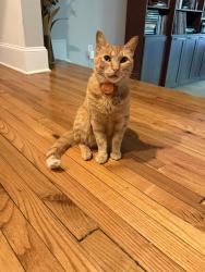 Lost Male Cat last seen Kirk and Candler, Decatur, GA 30030