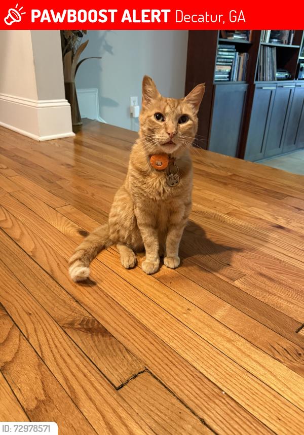 Lost Male Cat last seen Kirk and Candler, Decatur, GA 30030