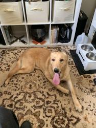 Found/Stray Female Dog last seen Sells Rd Salisbury NC 28144, Salisbury, NC 28144