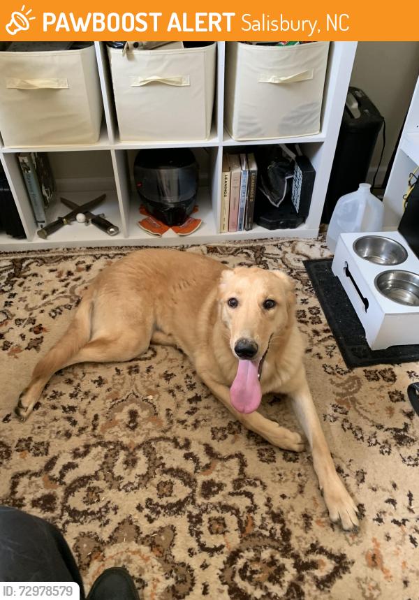 Found/Stray Female Dog last seen Sells Rd Salisbury NC 28144, Salisbury, NC 28144