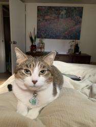 Lost Female Cat last seen White St and Milward Ave, St. Catharines, ON L2N 1Z6