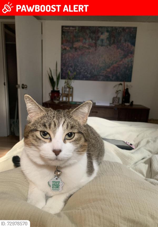 Lost Female Cat last seen White St and Milward Ave, St. Catharines, ON L2N 1Z6