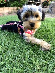 Lost Female Dog last seen Bancroft Ave. and Little John Rd., Yuba City, CA 95993