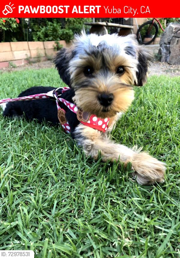Lost Female Dog last seen Bancroft Ave. and Little John Rd., Yuba City, CA 95993