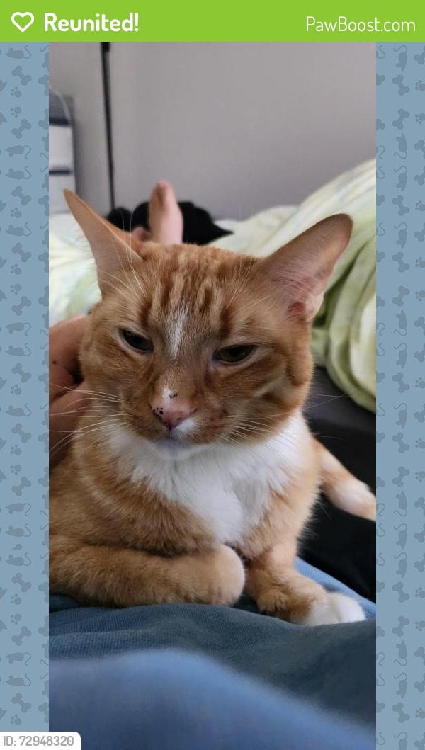 Reunited Male Cat last seen Sierra Vista Community, Burnaby, BC V3N 5B4