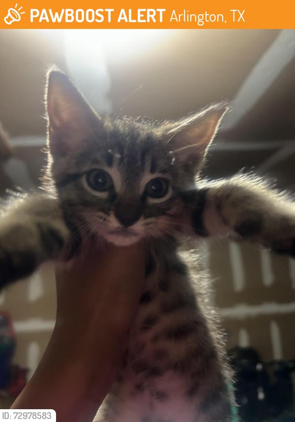 Found/Stray Female Cat last seen Park springs , Arlington, TX 76017