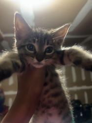 Found/Stray Female Cat last seen Park springs , Arlington, TX 76017