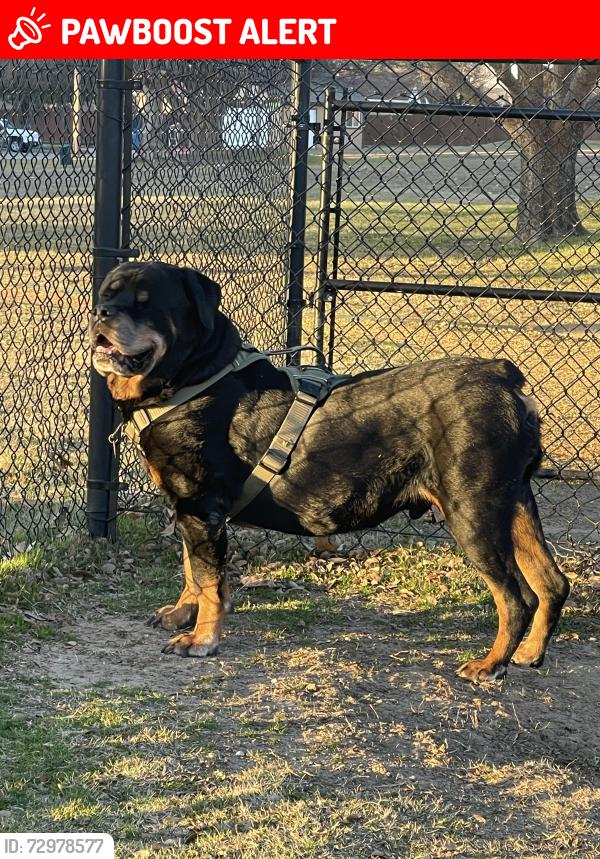 Lost Male Dog last seen NE 150th and N Harrah Rd, Oklahoma County, OK 73054