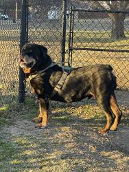 Lost Male Dog last seen NE 150th and N Harrah Rd, Oklahoma County, OK 73054